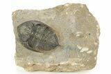 Detailed Zlichovaspis Trilobite - Excellent Eye Detail #244274-3